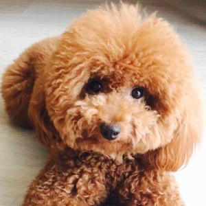 泰迪脑袋大是纯种的吗,纯种泰迪犬体型是怎样的图片