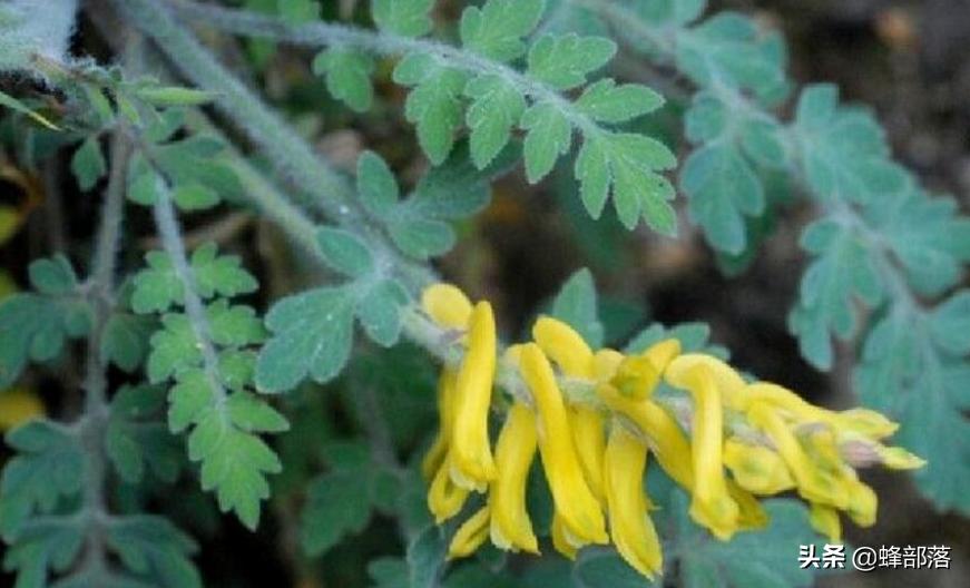 野生黄精价格,石生黄堇多少钱一斤