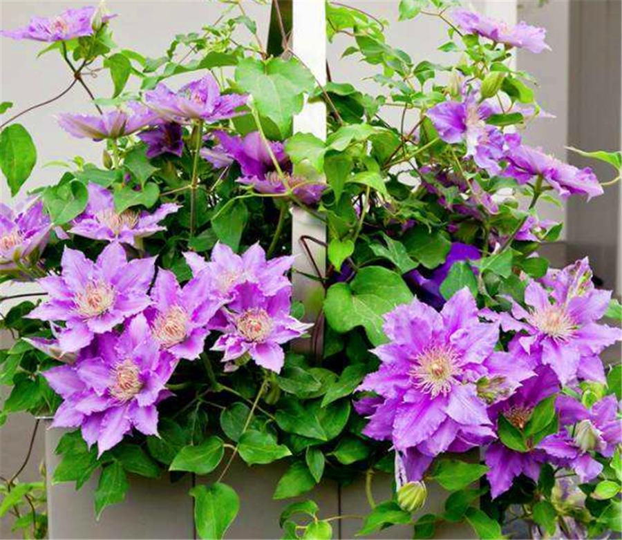 铁线莲过冬需要修剪吗,铁线莲10月可以修剪吗