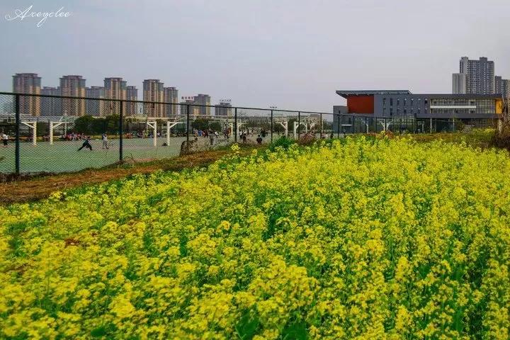 江苏省省长河海大学,江苏省河海大学