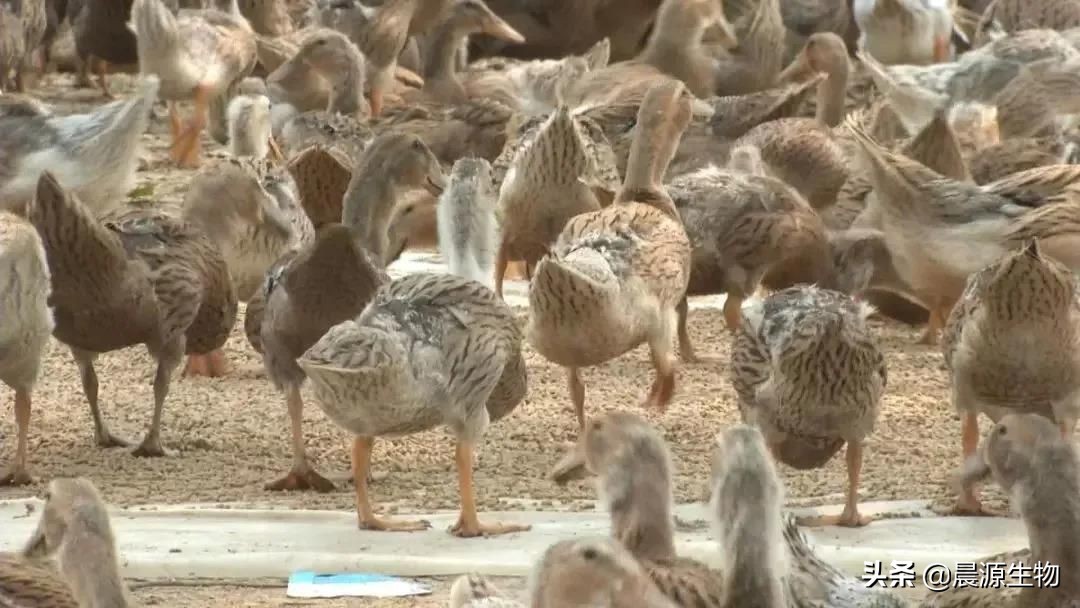 蛋鸭腹泻的应急处理技巧,蛋鸭拉稀是什么原因引起的