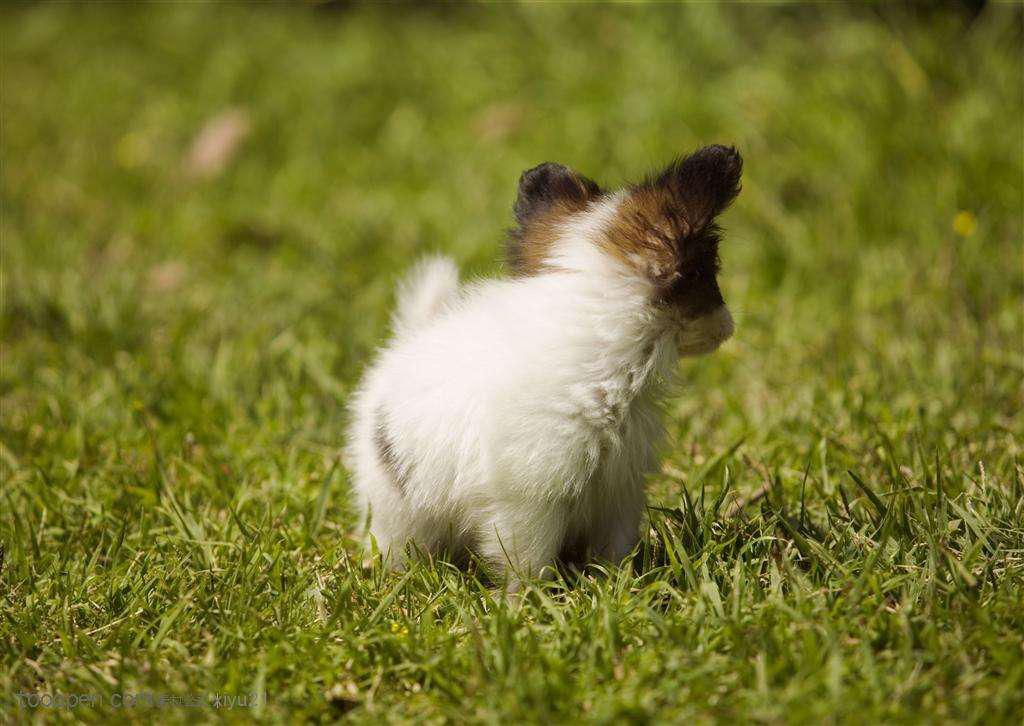 宠物抗感染抗炎的口服药有推荐吗,宠物抗病毒消炎药