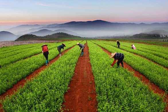 新冠治愈后咳嗽中医怎么治,新冠紧急特效药