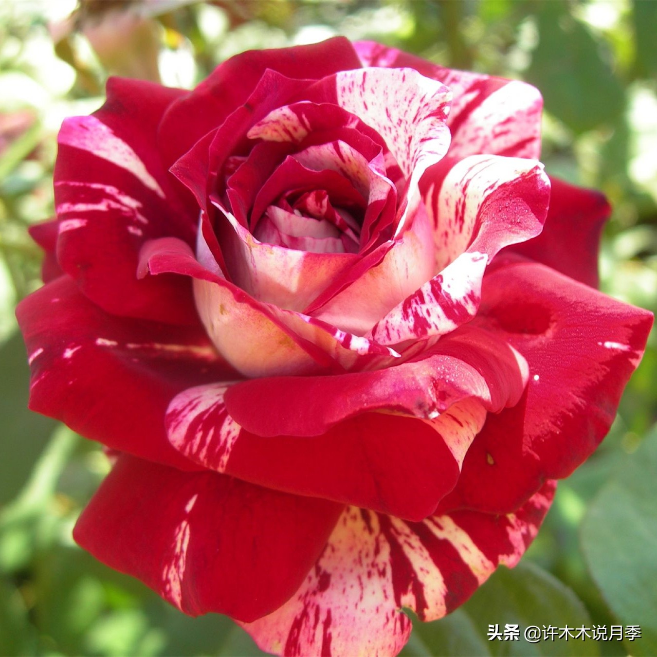 月季不停掉叶子怎么办？教你一招，光杆月季也能重新发芽开花。