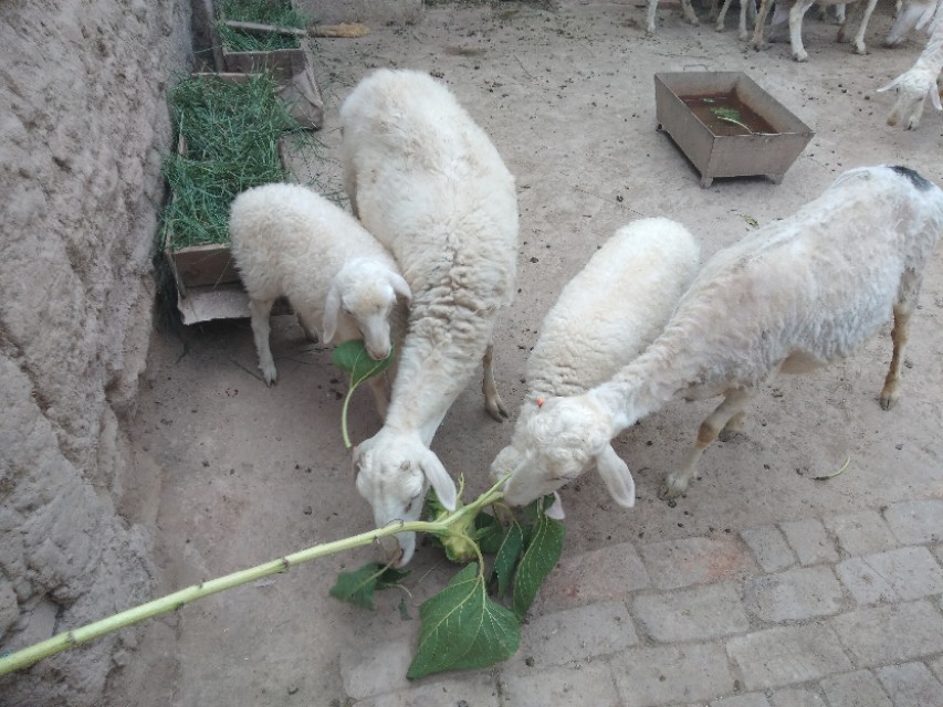 青贮秸秆喂羊方法,农作物秸秆喂羊