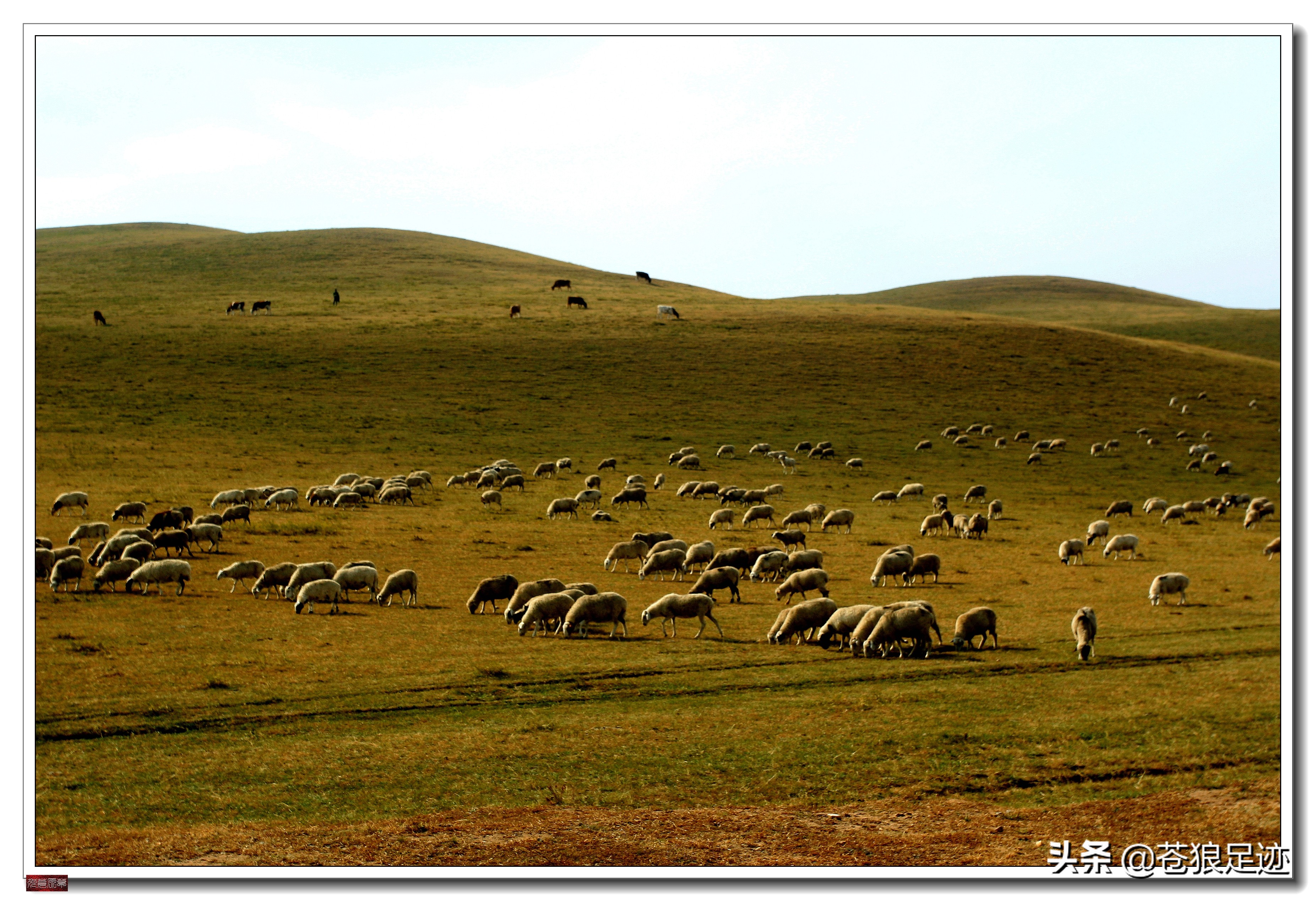 美丽的贡格尔草原风光无限,贡格尔草原上的牛羊的视频