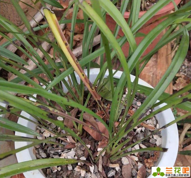 兰花叶片起黑斑的原因,兰花叶片有黑斑是怎么回事