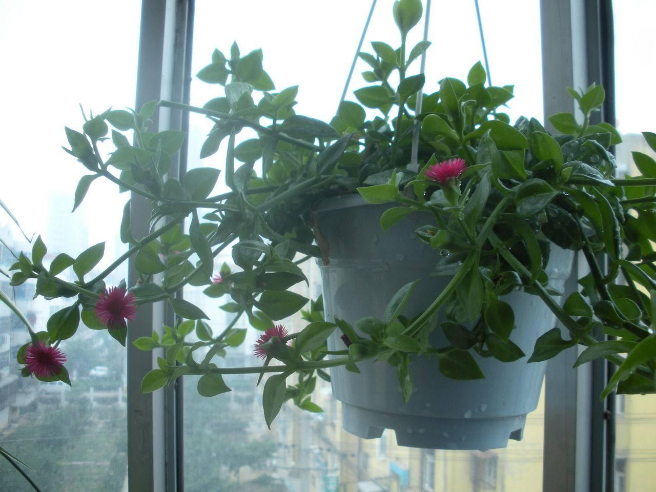 绿萝垂吊正确养法,家庭垂吊植物