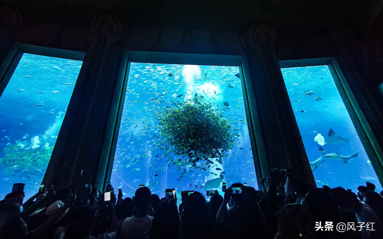 中国亚特兰蒂斯水族,海洋生物亚特兰蒂斯