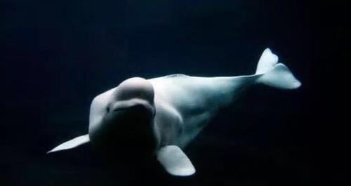 白鲸死亡跟什么有关,白鲸死亡事件