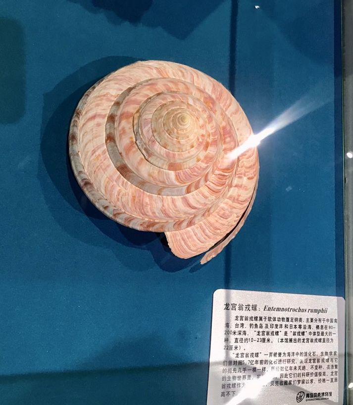 青岛海边的小海螺,青岛沿海的小海螺