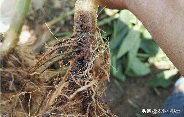 根腐病烂根死苗怎么治,烂根死苗怎么治