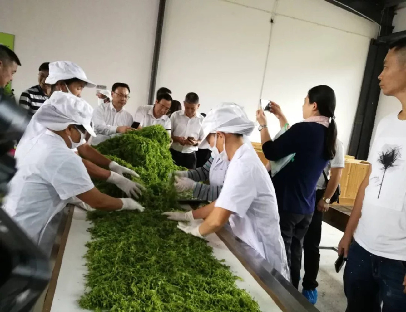 茅岩莓茶和张家界莓茶有什么区别,茅岩莓茶是凉性还是温性茶