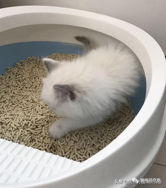 小猫拉稀原因分析,小猫跑肚拉稀怎么办最快最有效