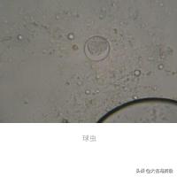 定期做驱虫就没必要担心,定时驱虫为什么还有跳蚤