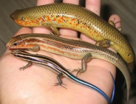 四脚爬行的蛇,四脚蛇蜥蜴断尾