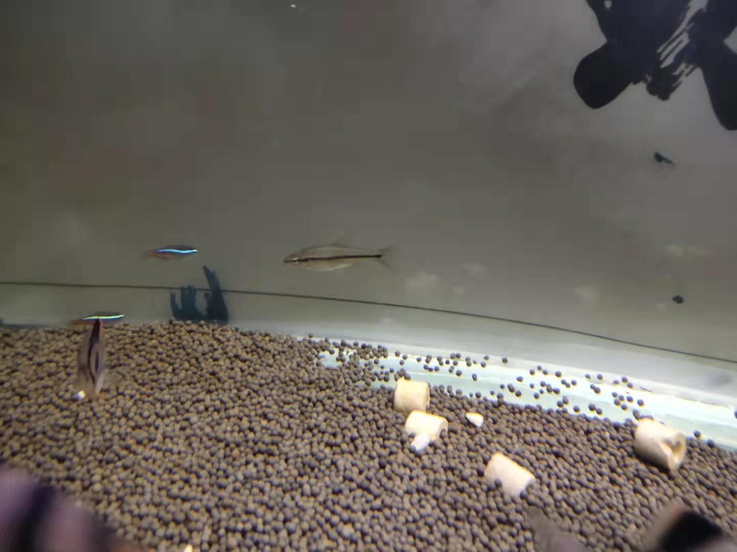 小小的麦穗鱼不但是童年里我的最爱，也是很多中大型观赏鱼的最爱