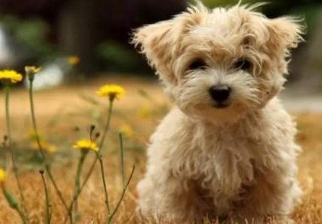 狗狗狂吠怎么办,狗狗狂叫怎么调理