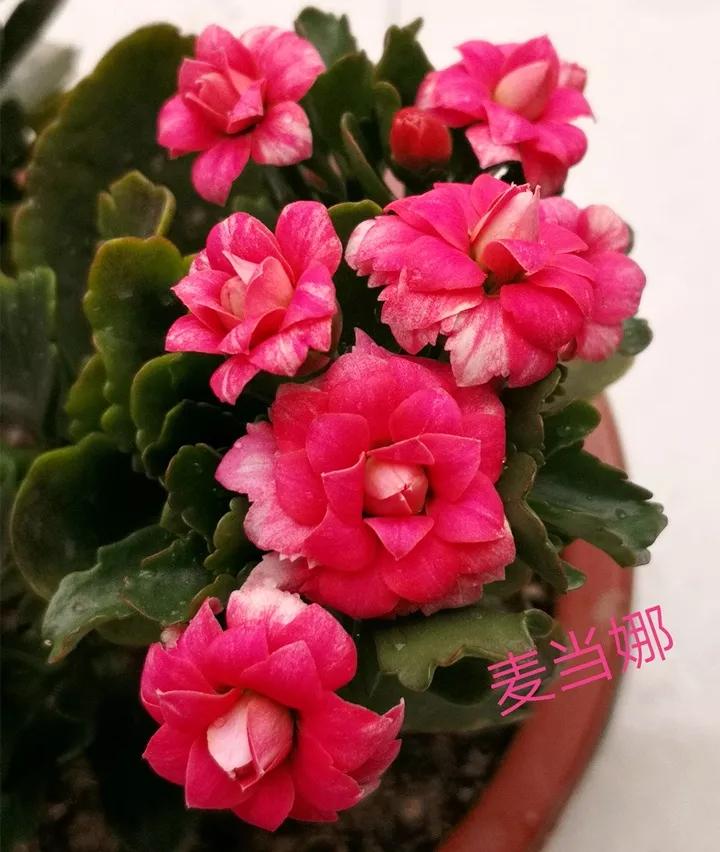 长寿花，寓意好、开花漂亮，花期长，品种多达300个