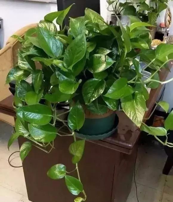 可以给花盆土里加营养液吗,盆里加点它养花10年不黄叶