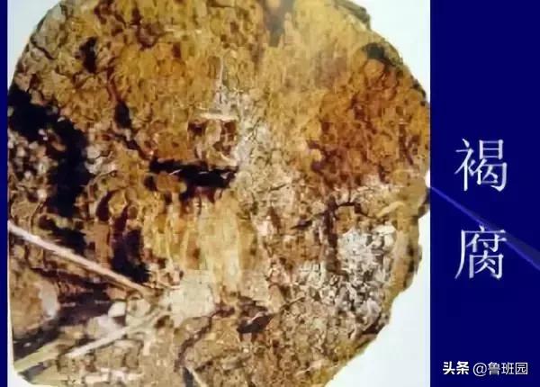 木材的主要缺陷,木材缺陷有哪些