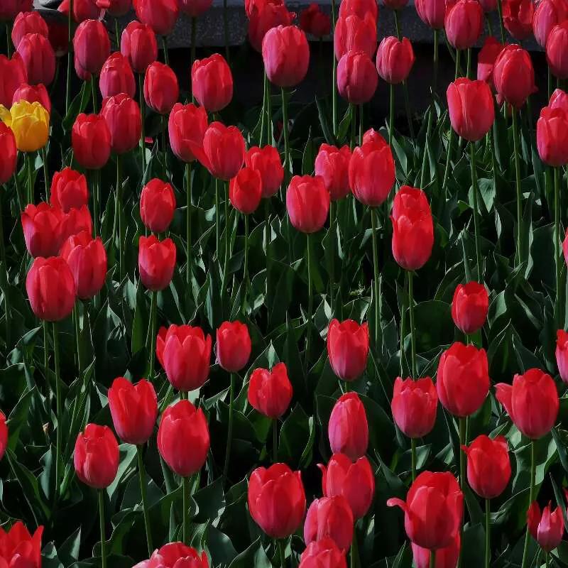 手拍世界,手拍世界作品专集