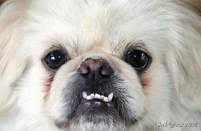 怎么注意狗狗的保暖不感冒,狗狗日常怎么清洁眼睛