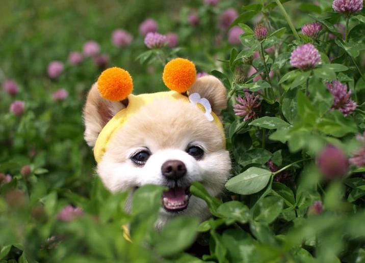 俊介犬和博美犬哪个好,俊介博美犬图片