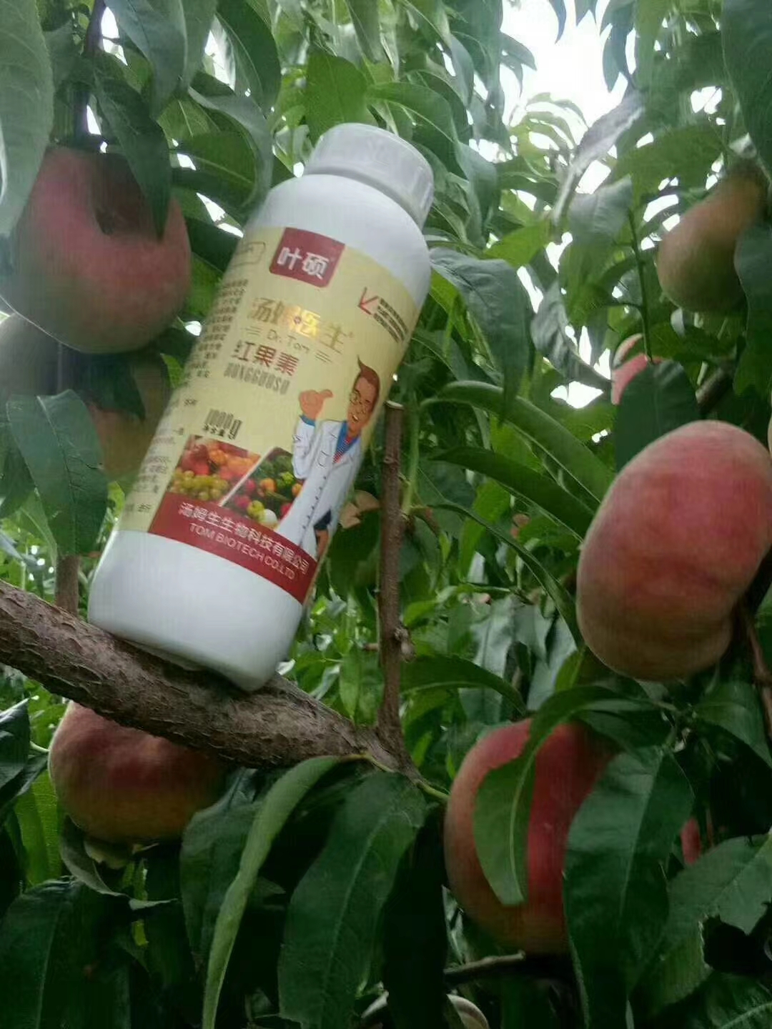 怎样能让果子增甜,如何让果子甜着色