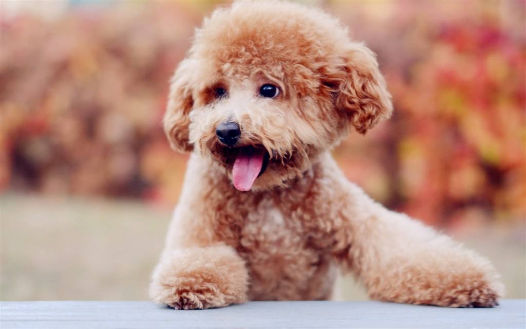 泰迪犬几个月开始训练比较合适,泰迪犬几个月开始训练最好