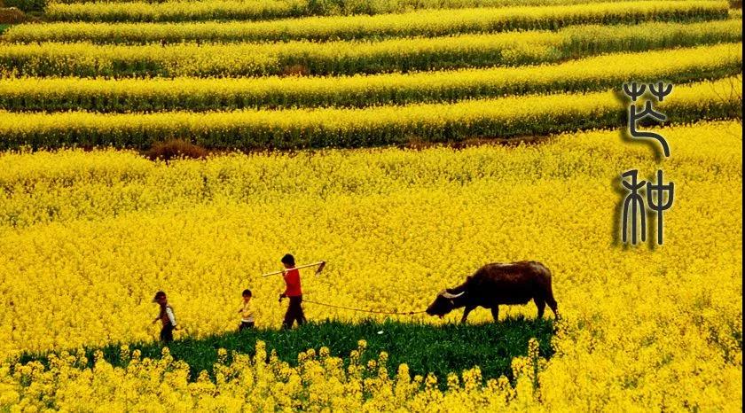 芒种后吃什么养生,芒种养生常识图文