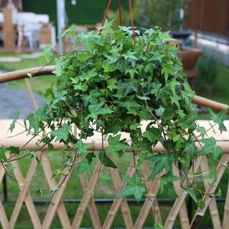 净化二手烟的室内盆栽,室内吸二手烟的小盆栽