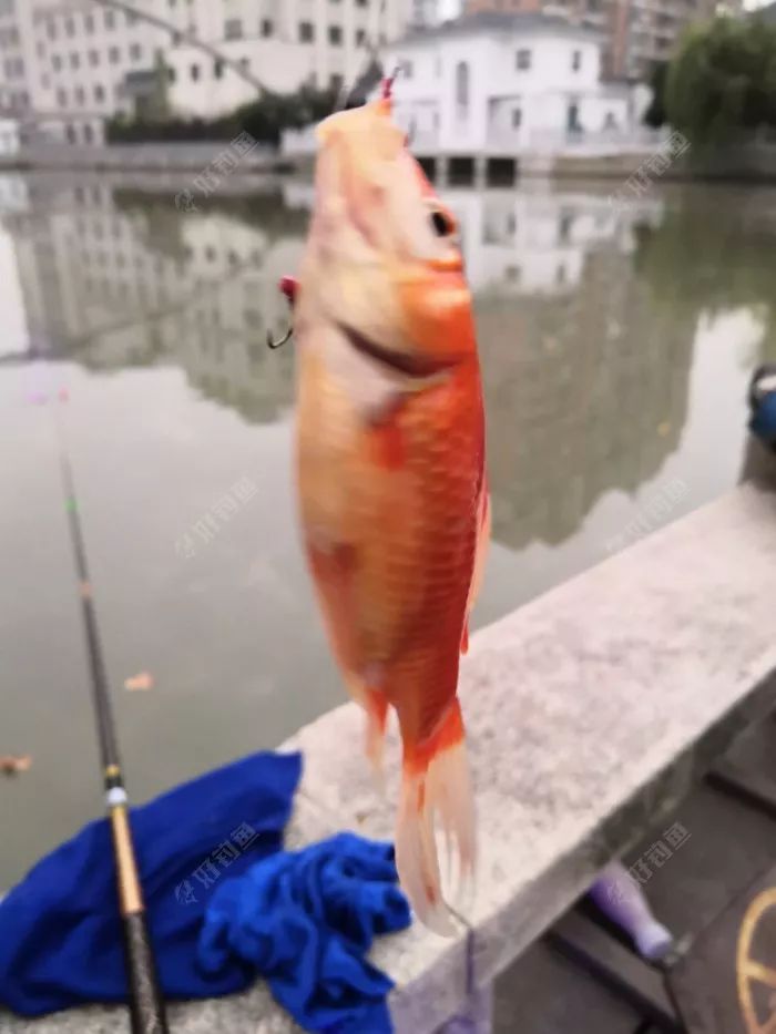 钓鱼一时爽一直爽,钓鱼一时爽一直钓一直爽