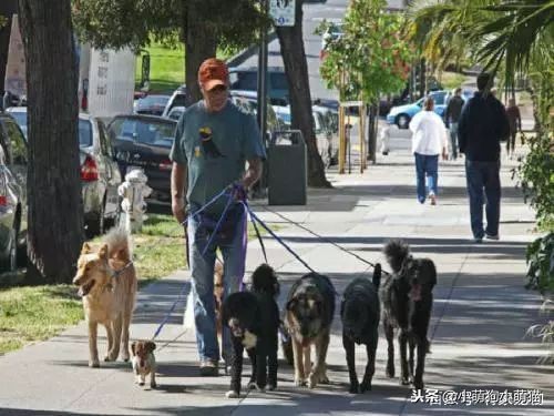 狗狗室内大小便解决方法,狗狗不定点大小便怎么办