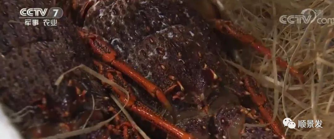 今年进口海鲜市场价格,进口海鲜市场