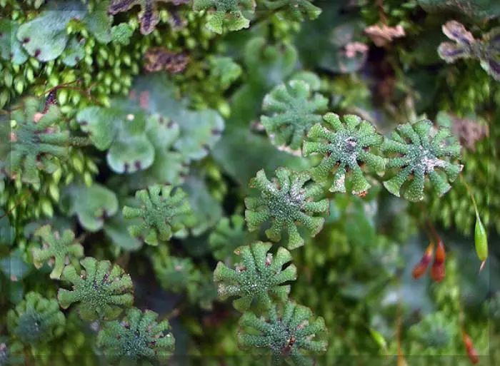 Hreinást植序：地衣是什么？怎么应用到护肤品上了？