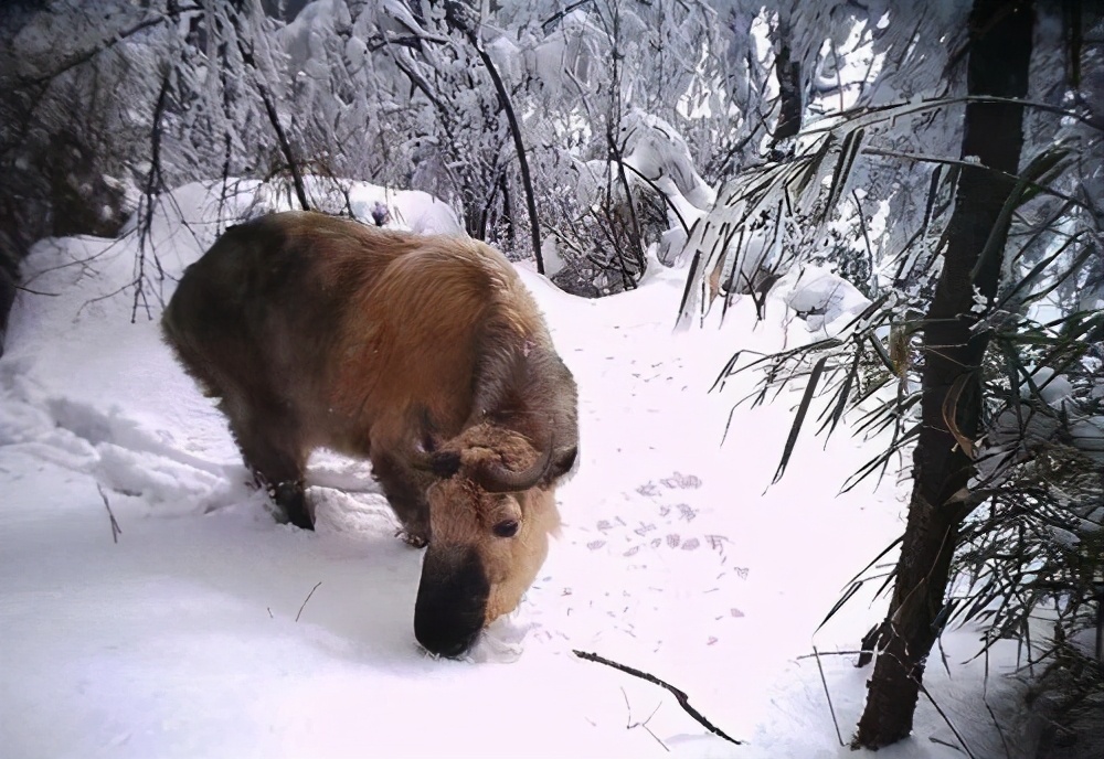 大熊猫是如何进行繁殖保护的,大熊猫没有天敌为什么要保护