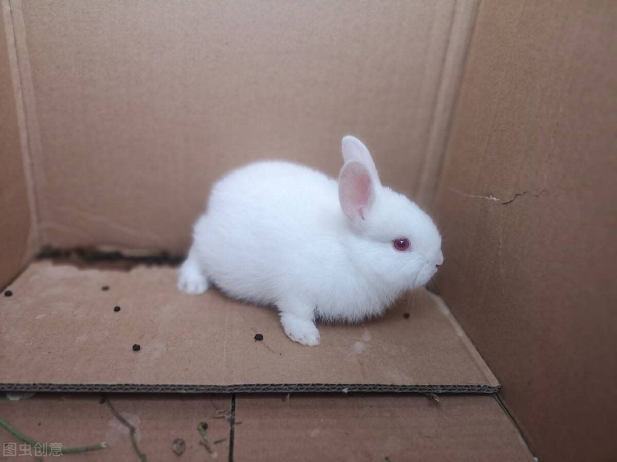 兔子脚底红肿用什么药,兔子脚受伤流血