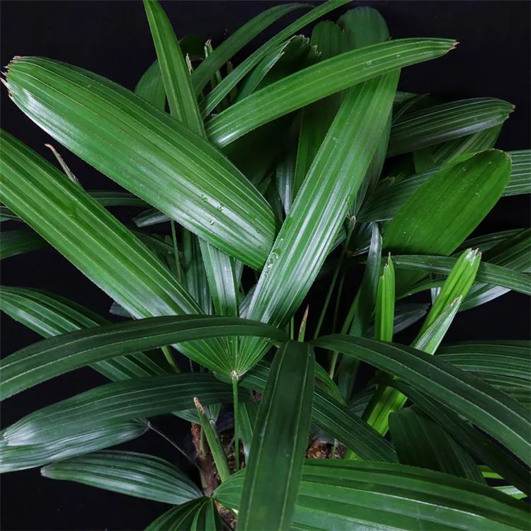 绿叶竹子怎么养护,细叶棕竹怎么养护和管理