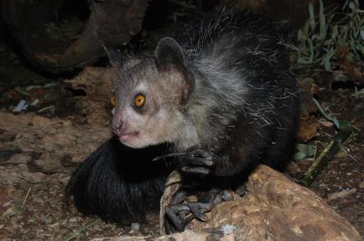 马岛猴子视频大全,马岛最厉害的动物
