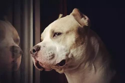 教你几招改掉狗狗4大常见坏毛病,狗狗一直挠还有皮屑怎么办