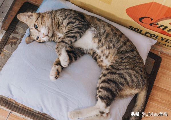 胖橘猫和黑猫,橘猫黑猫白猫哪个最可爱