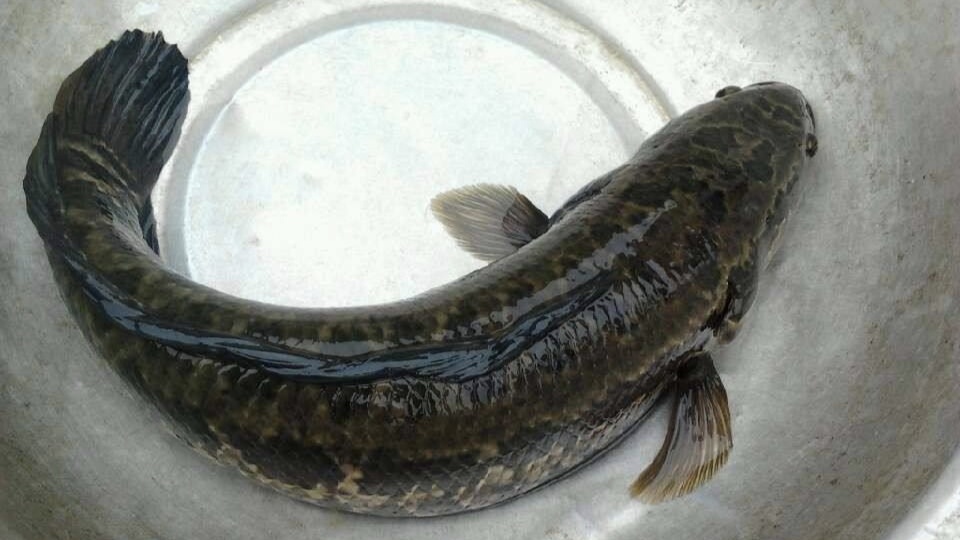 在野外怎么钓黑鱼,户外怎么钓黑鱼教程