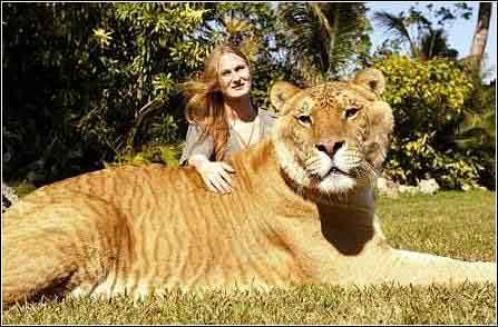 全国首只虎狮虎兽,老虎为什么喜欢狮虎兽