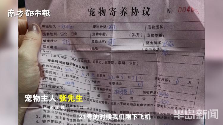 青岛宠物店柯基寄养被打死,狗在宠物店猝死