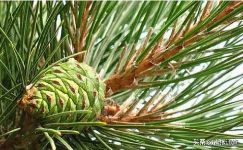 就是这么“牛”！吉林省这些特产入选中欧地理标志协定保护名单