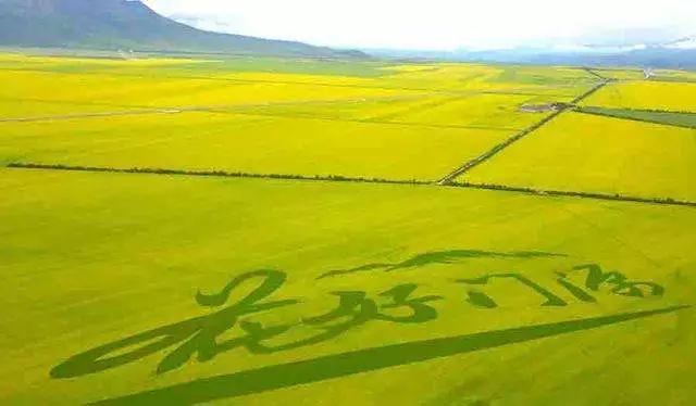 全国油菜花时间表,3月份哪里的油菜花最美