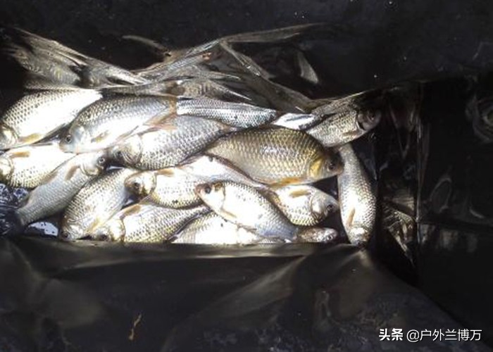 专业钓鱼酒米配方,渔具店买的酒米哪种好用野钓鲫鱼