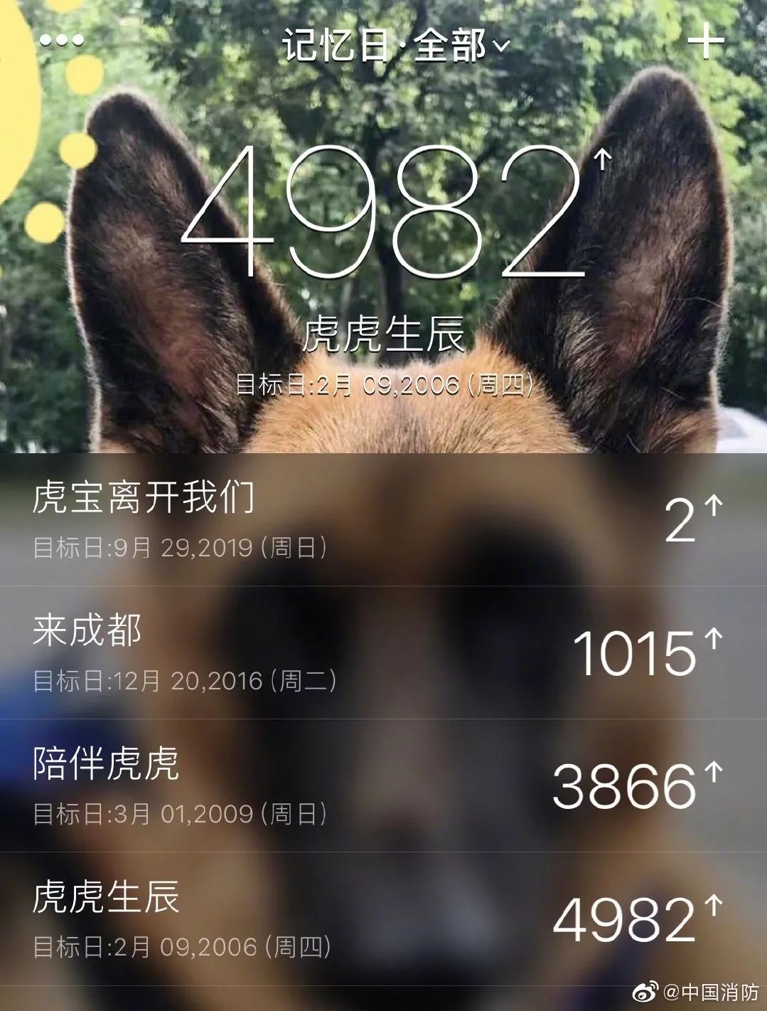 汶川地震狗救了32条人命,汶川地震狗狗救人21人