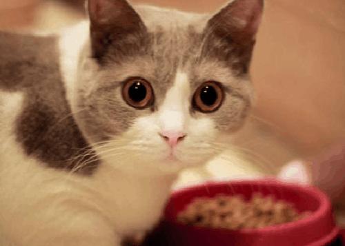 养宠经验狗狗吐完不吃饭怎么办,养宠经验猫一天不尿会出现问题吗